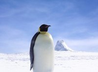 Meet the entrepreneur shipping Australian business leaders to Antarctica